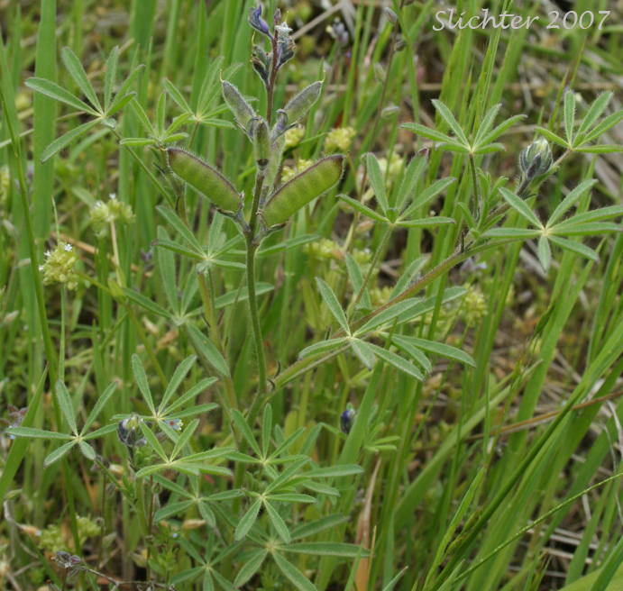 Field Lupine, Small-flowered Lupine: Lupinus polycarpus (Synonyms: Lupinus bicolor ssp. microphyllus, Lupinus micranthus)