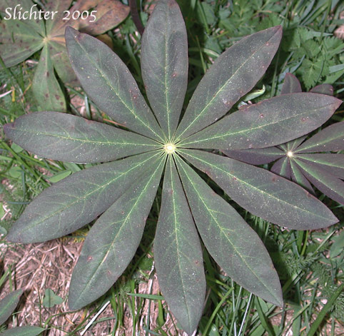 Palmately compound leaf of Bigleaf Lupine, Large-leaved Lupine, Many-leaved Lupine: Lupinus polyphyllus var. polyphyllus (Synonyms: Lupinus matanuskensis, Lupinus pseudopolyphyllus, Lupinus stationis)