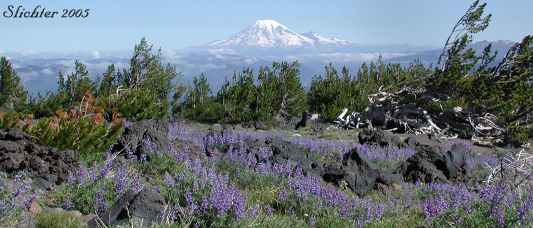 The photo above shows Mt. Adams lupine (Lupinus sericeus) amongst whitebark pine along the Highline Trail #114 at about 7100' on the northeastern flanks of Mt. Adams...........July 24, 2005.