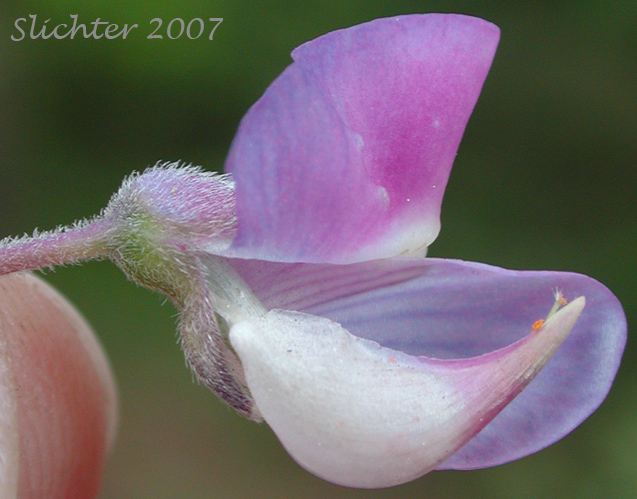 Close-up of a flower of Wyeth's Lupine: Lupinus polyphyllus var. humicola (Synonyms: Lupinus arcticus var. humicola, Lupinus humicola, Lupinus rydbergii, Lupinus wyethii)