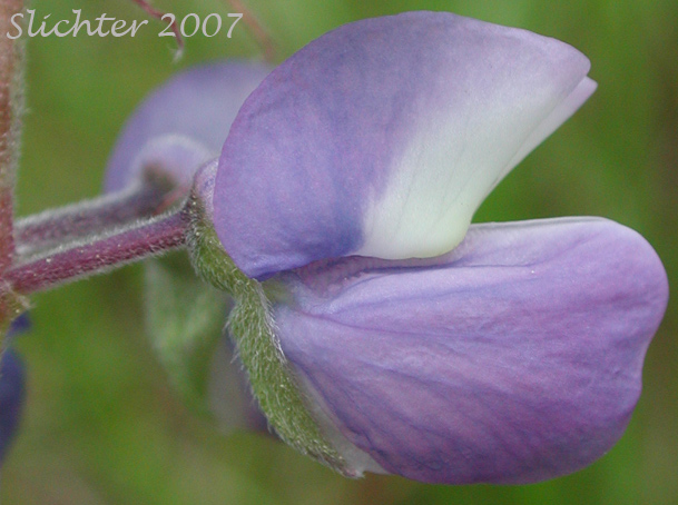 Close-up of a flower of Wyeth's Lupine: Lupinus polyphyllus var. humicola (Synonyms: Lupinus arcticus var. humicola, Lupinus humicola, Lupinus rydbergii, Lupinus wyethii)