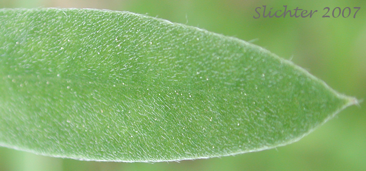 Close-up of the hairs on the upper surface of a leaflet of Wyeth's Lupine: Lupinus polyphyllus var. humicola (Synonyms: Lupinus arcticus var. humicola, Lupinus humicola, Lupinus rydbergii, Lupinus wyethii)