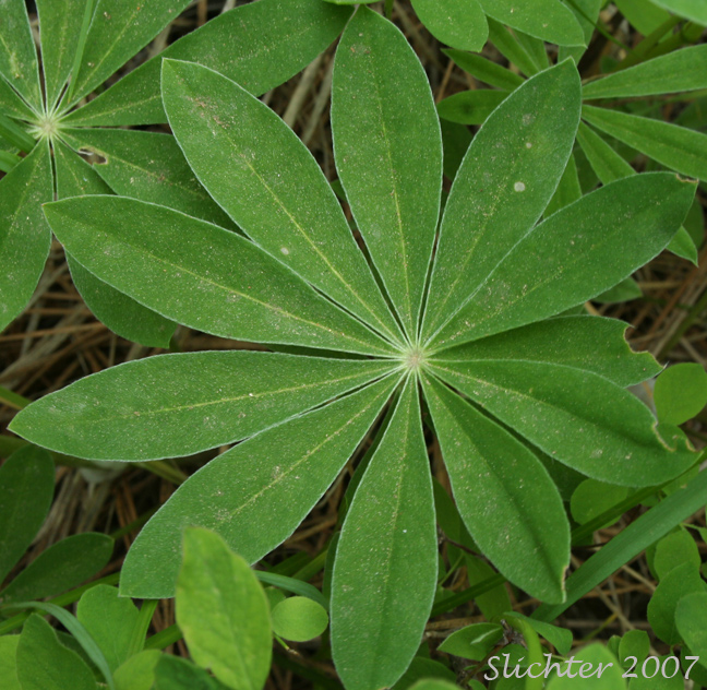 Leaf of Wyeth's Lupine: Lupinus polyphyllus var. humicola (Synonyms: Lupinus arcticus var. humicola, Lupinus humicola, Lupinus rydbergii, Lupinus wyethii)