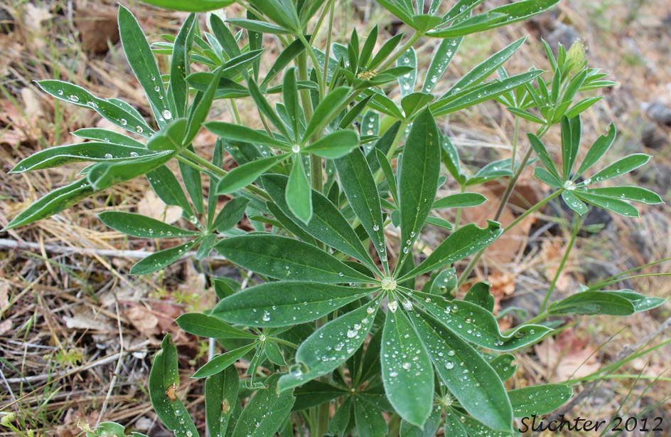 Leaves of Wyeth's Lupine: Lupinus polyphyllus var. humicola (Synonyms: Lupinus arcticus var. humicola, Lupinus humicola, Lupinus rydbergii, Lupinus wyethii)