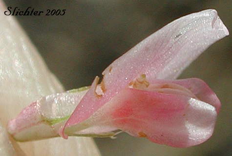 Close-up sideview of the flower of Alsike Clover: Trifolium hybridum (Synonyms: Trifolium elegans, Trifolium hybridum ssp. elegans, Trifolium hybridum var. elegans, Trifolium hybridum var. pratense)