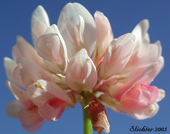 Inflorescence of Alsike Clover: Trifolium hybridum 