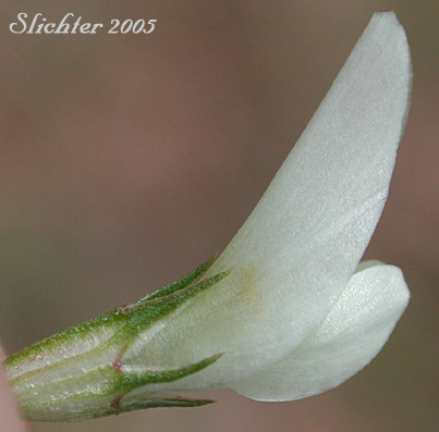 Sideview of a flower of White Clover: Trifolium repens