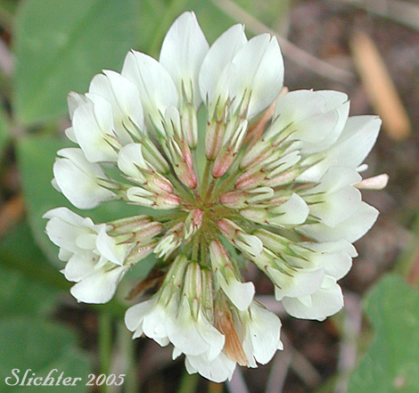 Upper view of an inflorescence of White Clover: Trifolium repens