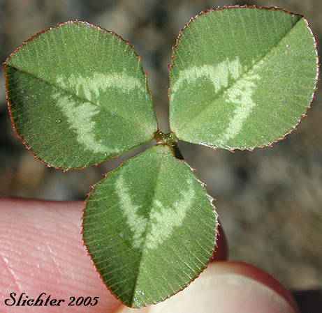 Leaf of White Clover, Dutch Clover: Trifolium repens (Synonym: Trifolium repens var. repens)