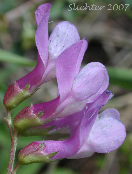 Close-up sideview of the flowers of American Vetch: Vicia americana var. americana (Synonyms: Vicia americana ssp. americana, Vicia americana ssp. oregana, Vicia americana var. linearis, Vicia americana var. oregana, Vicia americana var. truncata, Vicia americana var. villosa, Vicia californica)