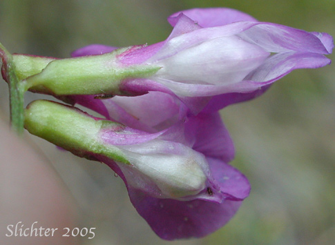 Ventral view of the flowers of American Vetch: Vicia americana var. americana (Synonyms: Vicia americana ssp. americana, Vicia americana ssp. oregana, Vicia americana var. linearis, Vicia americana var. oregana, Vicia americana var. truncata, Vicia americana var. villosa, Vicia californica)