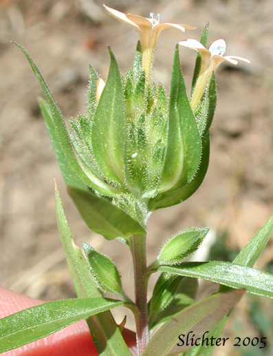 Close-up of the inflorescence of Grand Collomia, Large-flowered Collomia, Large-flower Mountain-trumpet: Collomia grandiflora