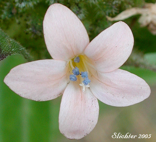Close-up of a flower of Grand Collomia, Large-flowered Collomia, Large-flower Mountain-trumpet: Collomia grandiflora