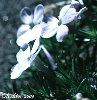 Spreading Phlox: Phlox diffusa (Synonyms: Phlox azurea, Phlox diffusa ssp. diffusa, Phlox diffusa ssp. longistylis, Phlox diffusa var. longistylis)
