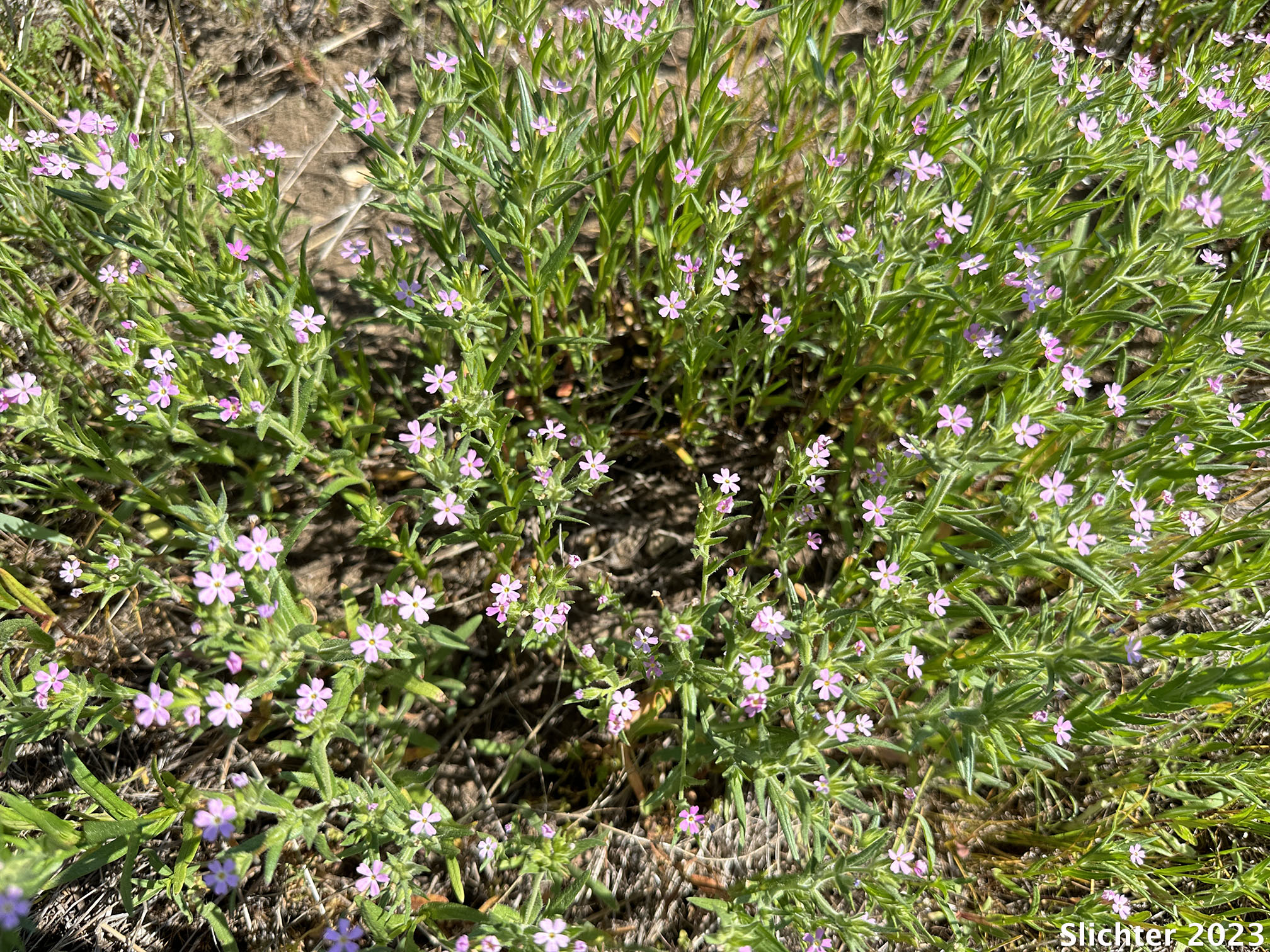 Habitat of Midget Phlos, Slender Phlox: Microsteris gracilis (Synonyms: Gilia gracilis, Gilia gracilis var. humilior, Microsteris gracilis ssp. humilis, Microsteris gracilis var. gracilis, Microsteris gracilis var. humilior, Microsteris humilis, Microsteris micrantha, Phlox gracilis, Phlox gracilis, Phlox gracilis ssp. humilis, Phlox gracilis var. humilior)