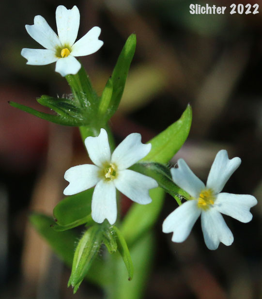Midget Phlos, Slender Phlox: Microsteris gracilis (Synonyms: Gilia gracilis, Gilia gracilis var. humilior, Microsteris gracilis ssp. humilis, Microsteris gracilis var. gracilis, Microsteris gracilis var. humilior, Microsteris humilis, Microsteris micrantha, Phlox gracilis, Phlox gracilis, Phlox gracilis ssp. humilis, Phlox gracilis var. humilior)