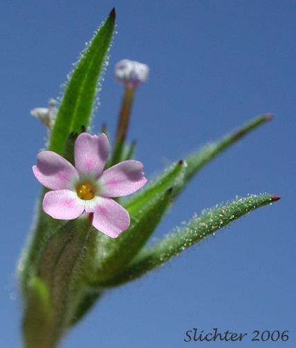 Midget Phlos, Slender Phlox: Microsteris gracilis (Synonyms: Gilia gracilis, Gilia gracilis var. humilior, Microsteris gracilis ssp. humilis, Microsteris gracilis var. gracilis, Microsteris gracilis var. humilior, Microsteris humilis, Microsteris micrantha, Phlox gracilis, Phlox gracilis, Phlox gracilis ssp. humilis, Phlox gracilis var. humilior)
