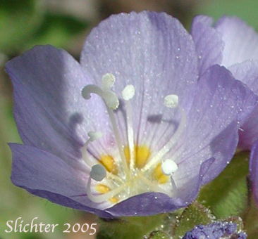 Flower of Synonyms: Polemonium columbianum, Polemonium pulcherrimum ssp. tricolor, Polemonium pucherrimum var. calycinum