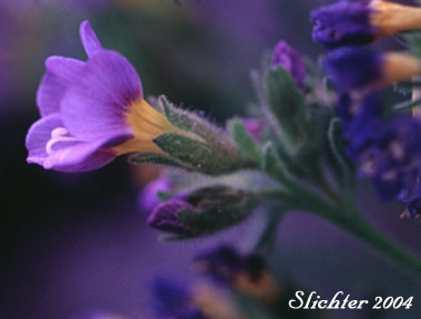 Sideview of a flower of Elegant Jacob's-ladder, Elegant Polemonium, Sky-pilot: Polemonium elegans