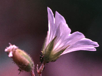 Sepals of Field Chickweed: Cerastium arvense ssp. strictum