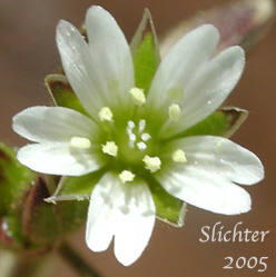 Flower of Nodding Chickweed, Nodding Mouse Ear: Cerastium nutans (Synonyms: Cerastium brachypodum, Cerastium nutans var. nutans)
