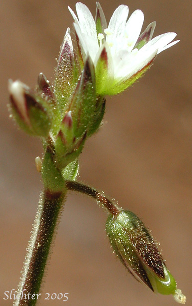 Inflorescence of Nodding Chickweed, Nodding Mouse Ear: Cerastium nutans (Synonyms: Cerastium brachypodum, Cerastium nutans var. nutans)
