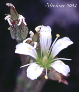 Arctic Sandwort, Alpine Sandwort, Alpine Stitchwort, Twin-flower Sandwort: Minuartia obtusilboa (Synonym: Arenaria obtusiloba)