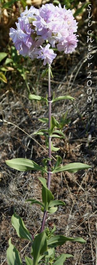 Bouncing-bet, Soapweed: Saponaria officinalis