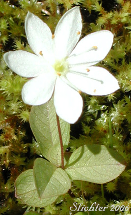 Arctic Starflower, Northern Starflower: Lysimachia europaea (Synonyms: Trientalis arctica, Trientalis europaea, Trientalis europaea ssp. arctica)