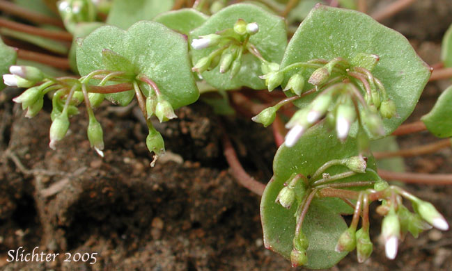Red Miners Lettuce, Erubescent Miner's Lettuce, Redstem Springbeauty: Claytonia rubra ssp. rubra (Synonym: Montia rubra)