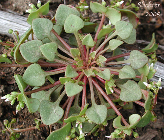Red Miners Lettuce, Erubescent Miner's Lettuce, Redstem Springbeauty: Claytonia rubra ssp. rubra (Synonym: Montia rubra)
