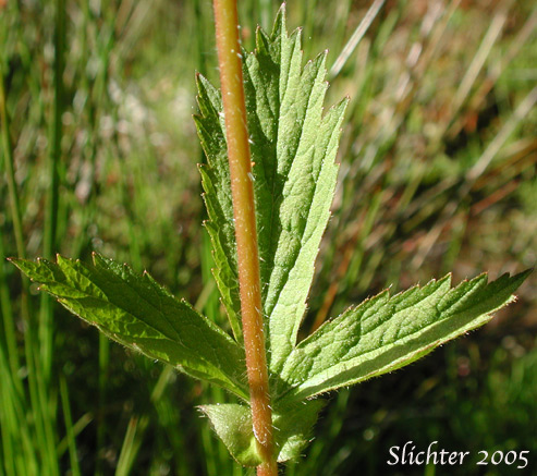 Mid-stem leaf of Largeleaf Avens, Large-leaf Avens, Oregon Avens: Geum macrophyllum var. macrophyllum (Synonym: Geum macrophyllum ssp. macrophyllum)