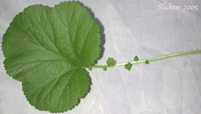 Basal leaf of Largeleaf Avens, Large-leaf Avens, Oregon Avens: Geum macrophyllum var. macrophyllum (Synonym: Geum macrophyllum ssp. macrophyllum)