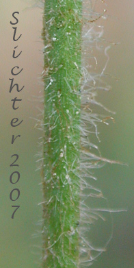 Hairy stem of Idaho Wood Beauty, Sticky Cinquefoil: Drymocallis glandulosa ssp. glabrata (Synonyms: Potentilla glandulosa var. incisa, Potentilla glandulosa var. intermedia)