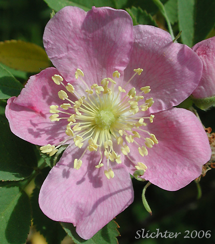Flower of Pearhip Rose, Wood's Rose: Rosa woodsii var. ultramontana (Synonyms: Rosa covillei, Rosa macounii, Rosa woodsii, Rosa woodsii ssp. ultramontana)