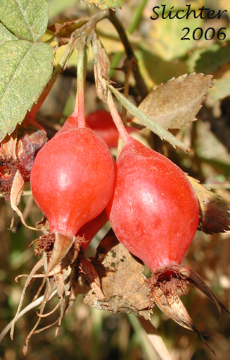 Fruits of Pearhip Rose, Wood's Rose: Rosa woodsii var. ultramontana (Synonyms: Rosa covillei, Rosa macounii, Rosa woodsii, Rosa woodsii ssp. ultramontana)