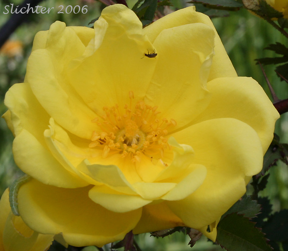 Flower of Harison's Rose, Pioneer Rose: Rosa xharisonii