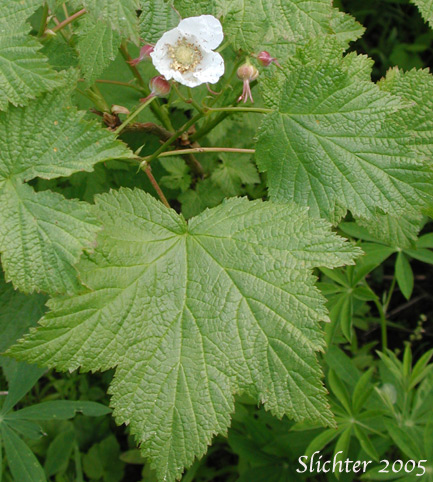 Flower and leaves of Thimbleberry: Rubus parviflorus (Synonyms: Bossekia parviflora, Rubacer parviflorum, Rubus nutkanus, Rubus nutkanus f. lacera, Rubus nutkanus var. nuttallii, Rubus nutkanus var. parviflorus, Rubus nutkanus var. scopulorum, Rubus parviflorus f. nuttallii, Rubus parviflorus var. bifarius, Rubus parviflorus var. fraserianus, Rubus parviflorus var. grandiflorus, Rubus parviflorus var. heteradenius, Rubus parviflorus var. hypomalacus, Rubus parviflorus var. parviflorus, Rubus parviflorus var. parvifolius, Rubus parviflorus var. scopulorum, Rubus parviflorus var. velutinus, Rubus velutinus)