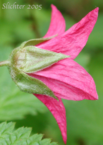 A close-up sideview of the flower of Salmonberry: Rubus spectabilis