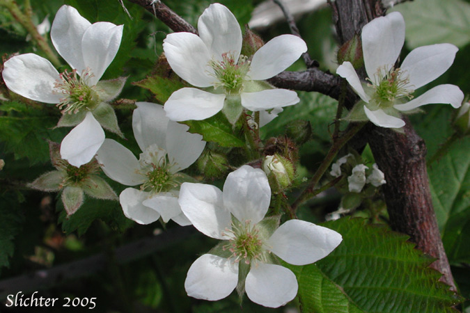 Pacific Trailing Blackberry: Rubus ursinus