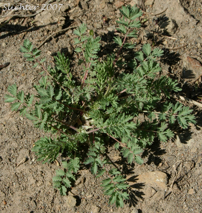 Annual Burnet, Prairie Burnet, Western Burnet: Poteridium occidentale (Synonyms: Poteridium annuum, Sanguisorba annua, Sanguisorba occidentalis)