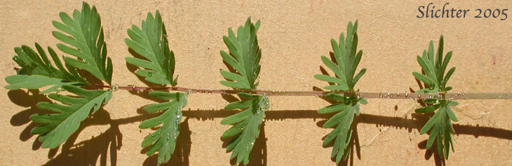 Leaf of Annual Burnet, Prairie Burnet, Western Burnet: Poteridium occidentale (Synonyms: Poteridium annuum, Sanguisorba annua, Sanguisorba occidentalis)