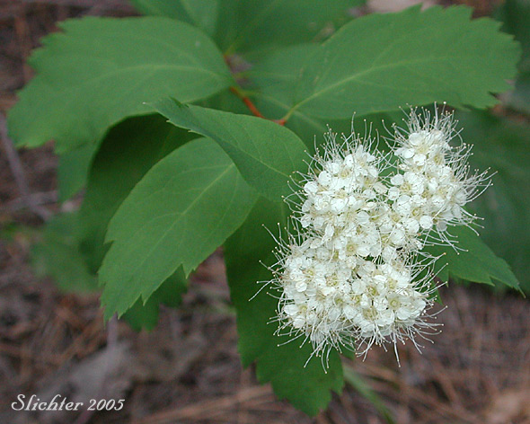 Birch-leaved Spiraea, Shinyleaf Spiraea, Shiny-leaf Spiraea, White Spiraea: Spiraea betulifolia var. lucida (Synonym: Spiraea lucida)