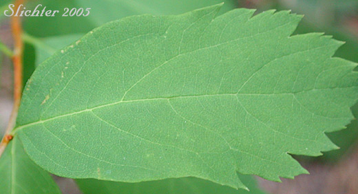 Upper leaf surface of Birch-leaved Spiraea, Shinyleaf Spiraea, Shiny-leaf Spiraea, White Spiraea: Spiraea betulifolia var. lucida (Synonym: Spiraea lucida)