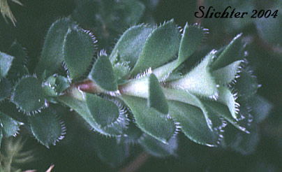 Leaves of Spotted Saxifrage, Yellowdot Saxifrage, Yellow-dot Saxifrage: Saxifraga vespertina (Synonyms: Ciliaria vespertina, Leptasea vespertina, Saxifraga bronchialis, Saxifraga bronchialis ssp. vespertina, Saxifraga bronchialis var. vespertina, Saxifraga vespertina)