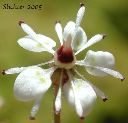 Flower of Brook Saxifrage, Stream Saxifrage: Micranthes odontoloma (Synonyms: Saxifraga aestivalis, Saxifrage arguta, Saxifraga odontoloma, Saxifraga punctata ssp. punctata, Saxifraga punctata var. arguta)