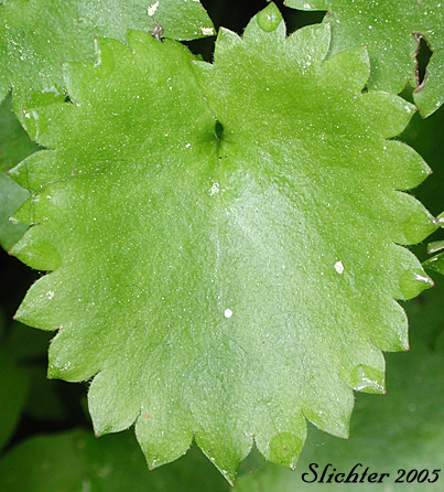 Basal leaf of Brook Saxifrage, Stream Saxifrage: Micranthes odontoloma (Synonyms: Saxifraga aestivalis, Saxifrage arguta, Saxifraga odontoloma, Saxifraga punctata ssp. punctata, Saxifraga punctata var. arguta)