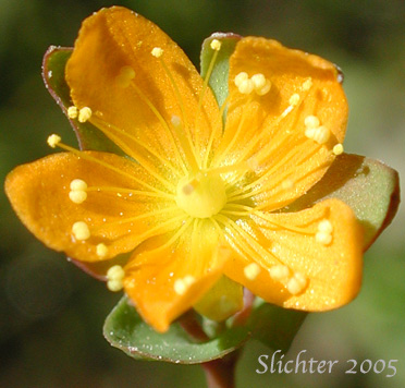 Flower of Bog St. John's-wort: Hypericum anagalloides