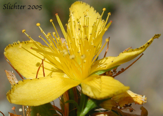 Close-up sideview of the flower of Common St. Johnswort, Common St. John's-wort, Klamathweed, Klamath Weed: Hypericum perforatum (Synonym: Hypericum perforatum ssp. perforatum)
