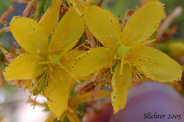 Close-up of the flowers of Common St. Johnswort, Common St. John's-wort, Klamathweed, Klamath Weed: Hypericum perforatum (Synonym: Hypericum perforatum ssp. perforatum)